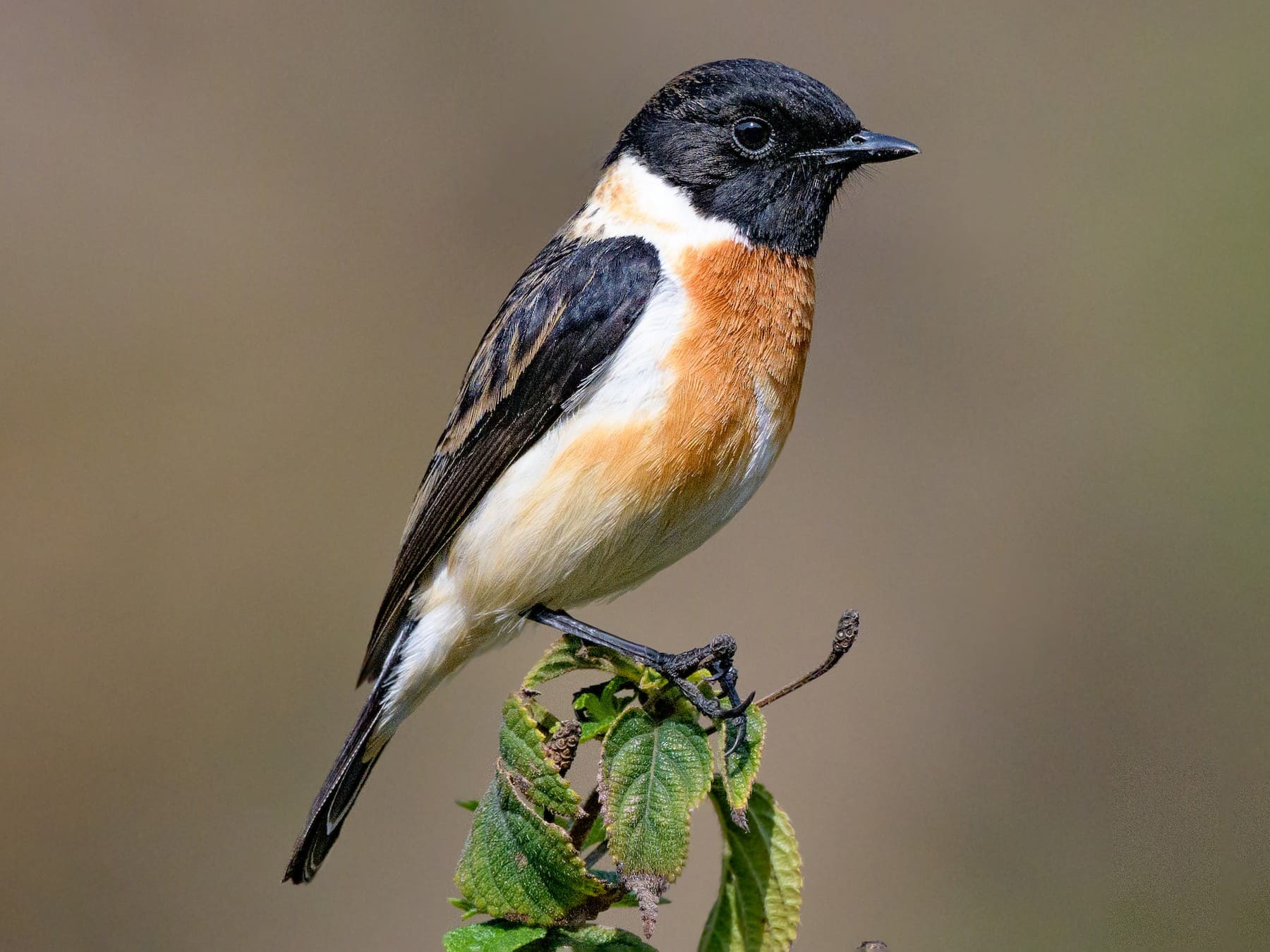 Siberian Stonechat (Common Stonechat)